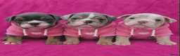 English Bulldog dogs for sale: Beautiful litter of English Bulldogs - Advert 1