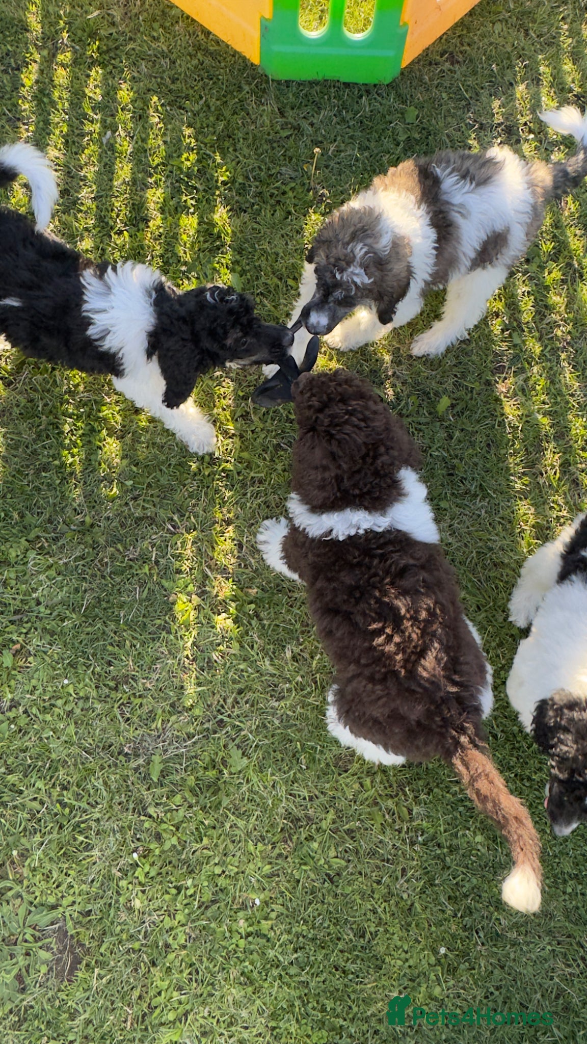 Standard Poodle dogs READY NOW!! KC reg quality pups  - Advert 3