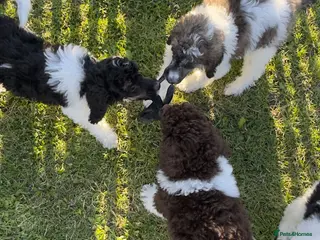 Standard Poodle dogs READY NOW!! KC reg quality pups - Advert 8
