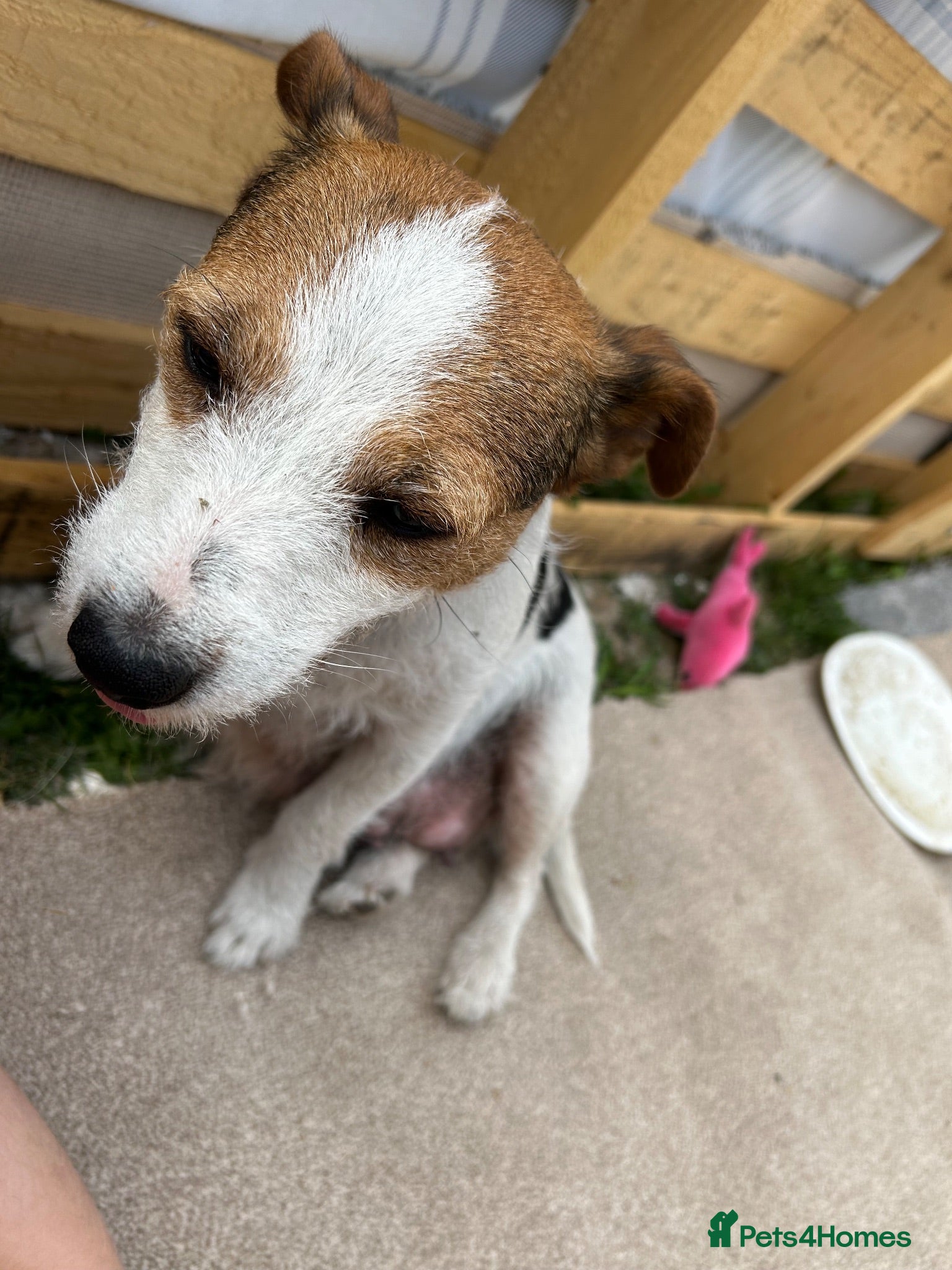 Mixed Breed dogs Puppies Lakeland x Patterdale - Advert 6