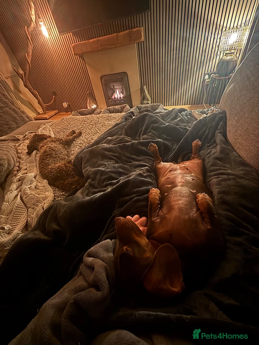 Dachshund dogs for sale: Mum and Dad Talulah and Theo Must go together  - Advert 12
