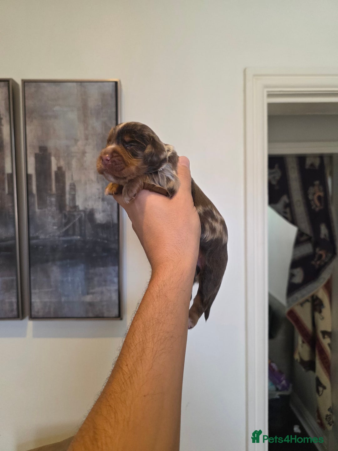 Cocker Spaniel dogs for sale: Kc registered mixed litter - Image 6
