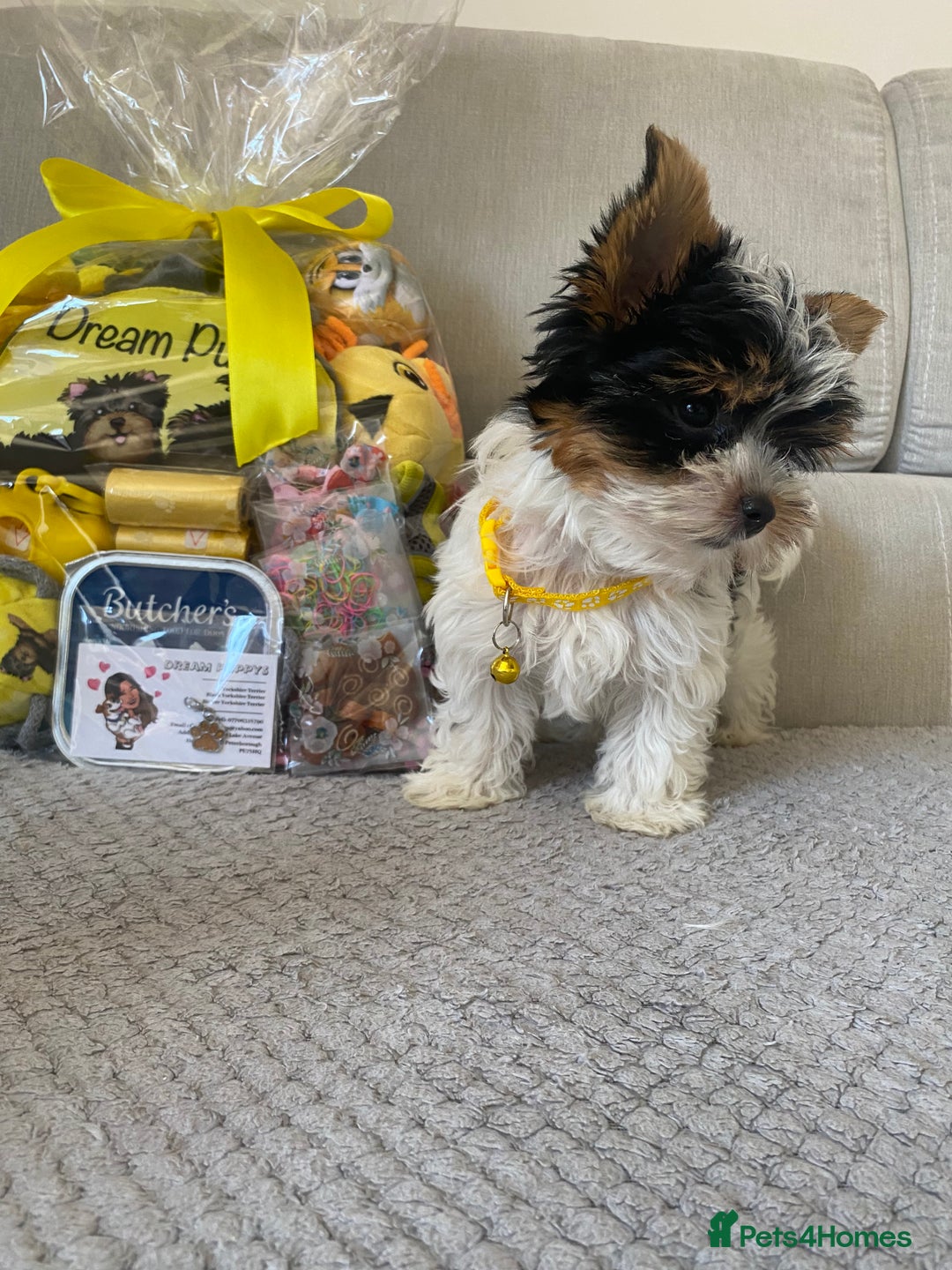 Yorkshire Terrier dogs for sale: Beautiful very small xxxs Biewer Yorkshire Terrier - Image 25
