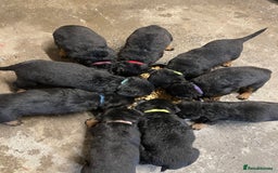 Rottweiler dogs for sale: Rotty/rottweiler puppies - Image 15