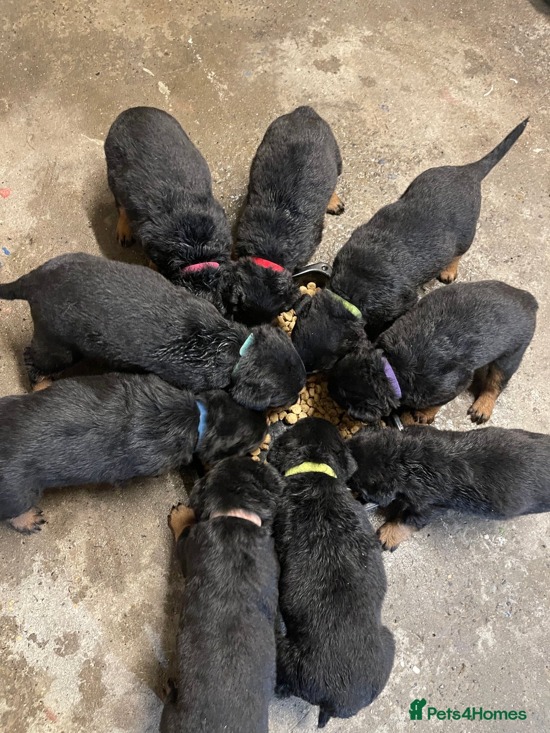 Rottweiler dogs for sale: Rotty/rottweiler puppies - Image 15