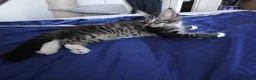 Maine Coon cats for sale: Maine Coon Kittens for Sale - Advert 20