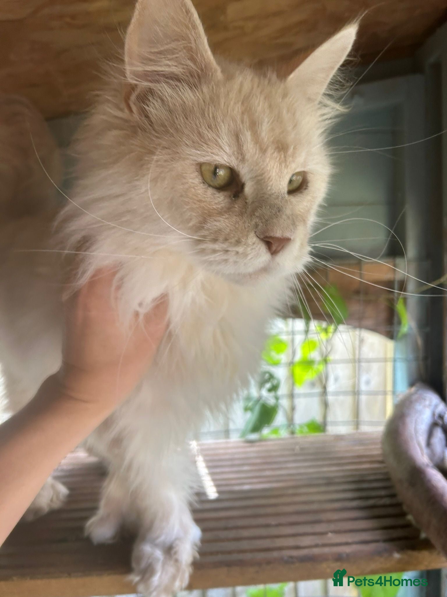 Maine Coon cats Polydactyl Mainecoon kitten healthy happy babies - Advert 2