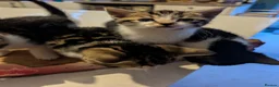British Shorthair cats for sale: Beautiful British Short Hair Kittens for Sale in Ilford - Advert 7