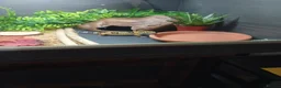 Leopard Gecko reptiles for sale: 6 month old male leopard gecko - Advert 2