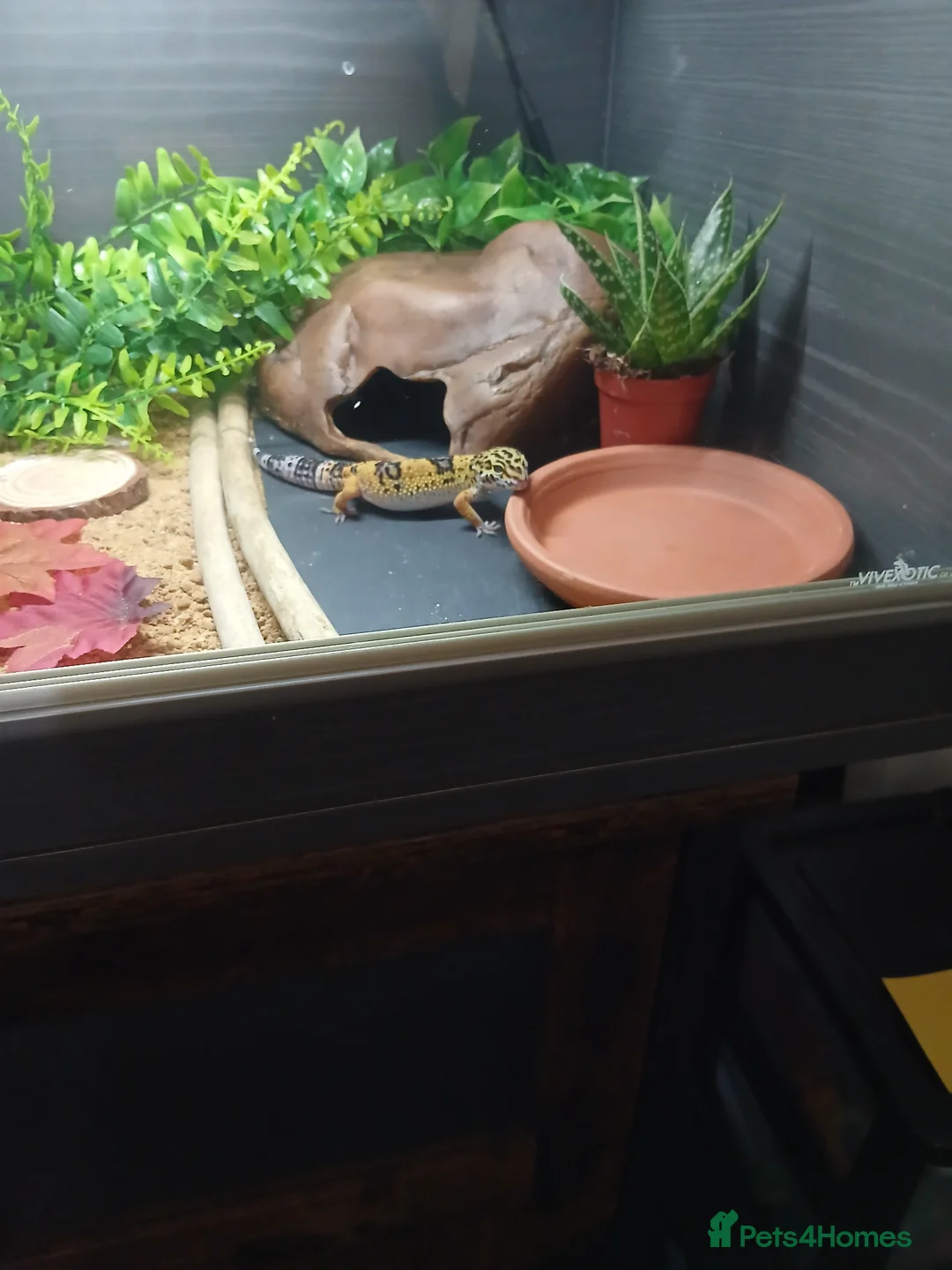 Leopard Gecko reptiles for sale: 6 month old male leopard gecko - Advert 2