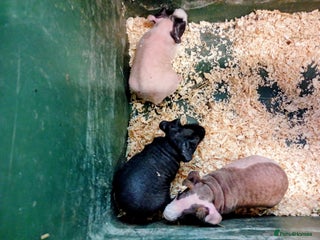Guinea Pig rodents Baby skinny Pigs - Advert 7