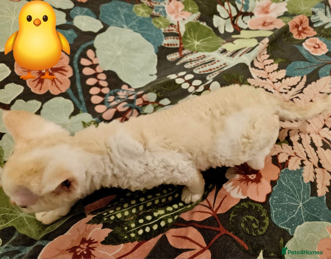 Devon Rex cats for sale: Darling Devons - Advert 8