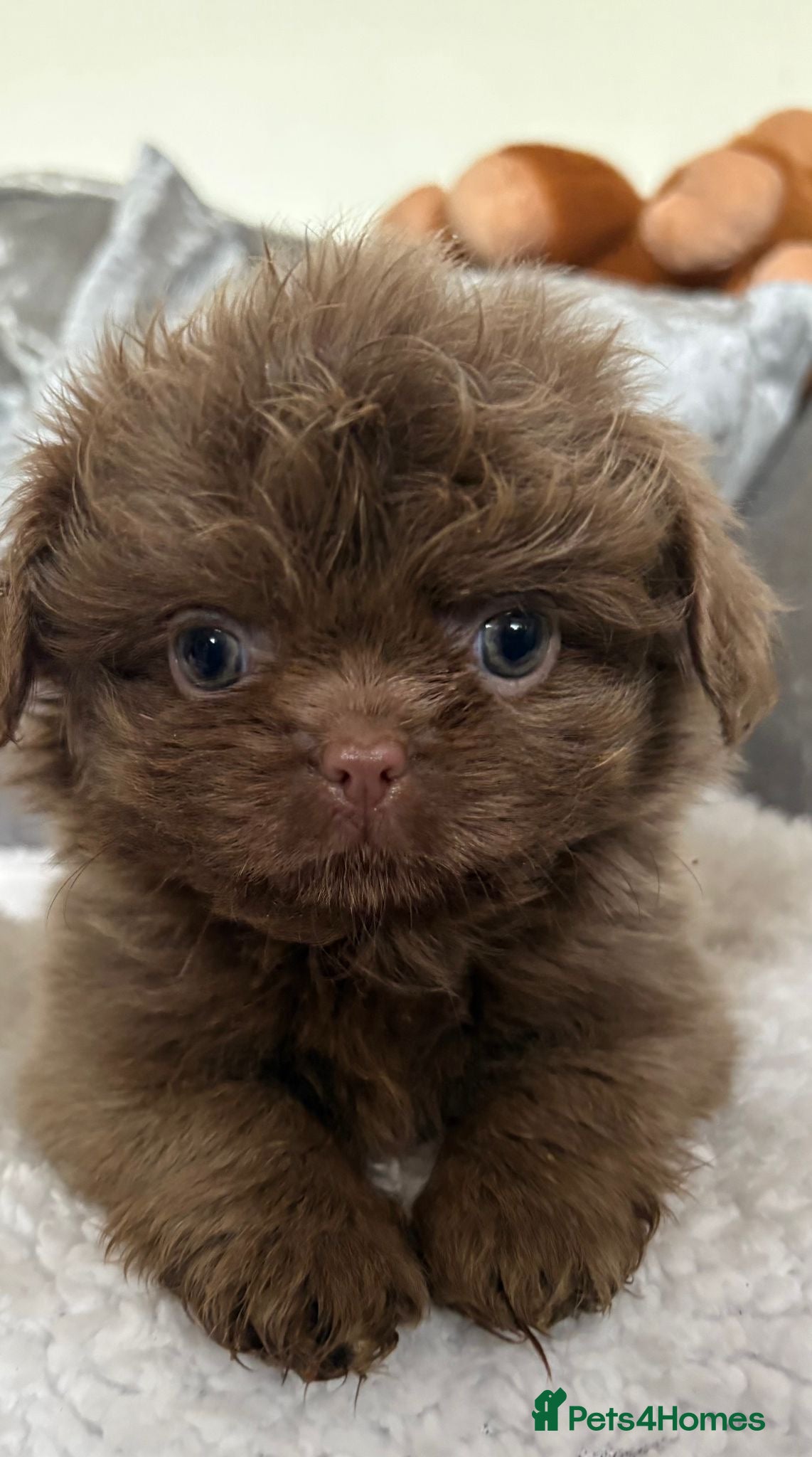 Shih Tzu dogs Last Beautiful HEALTH TESTED KC Female 💜 - Advert 16