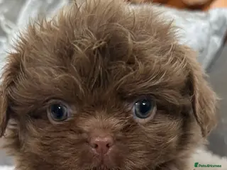 Shih Tzu dogs Last Beautiful HEALTH TESTED KC Female 💜 - Advert 16