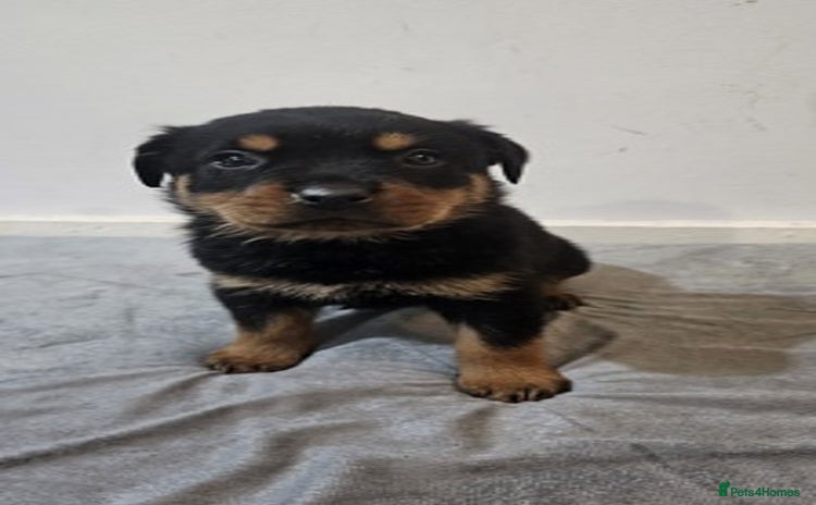 Rottweiler dogs - Advert 1
