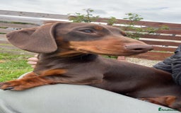 Miniature Dachshund dogs for stud: Stud Available  - Image 6
