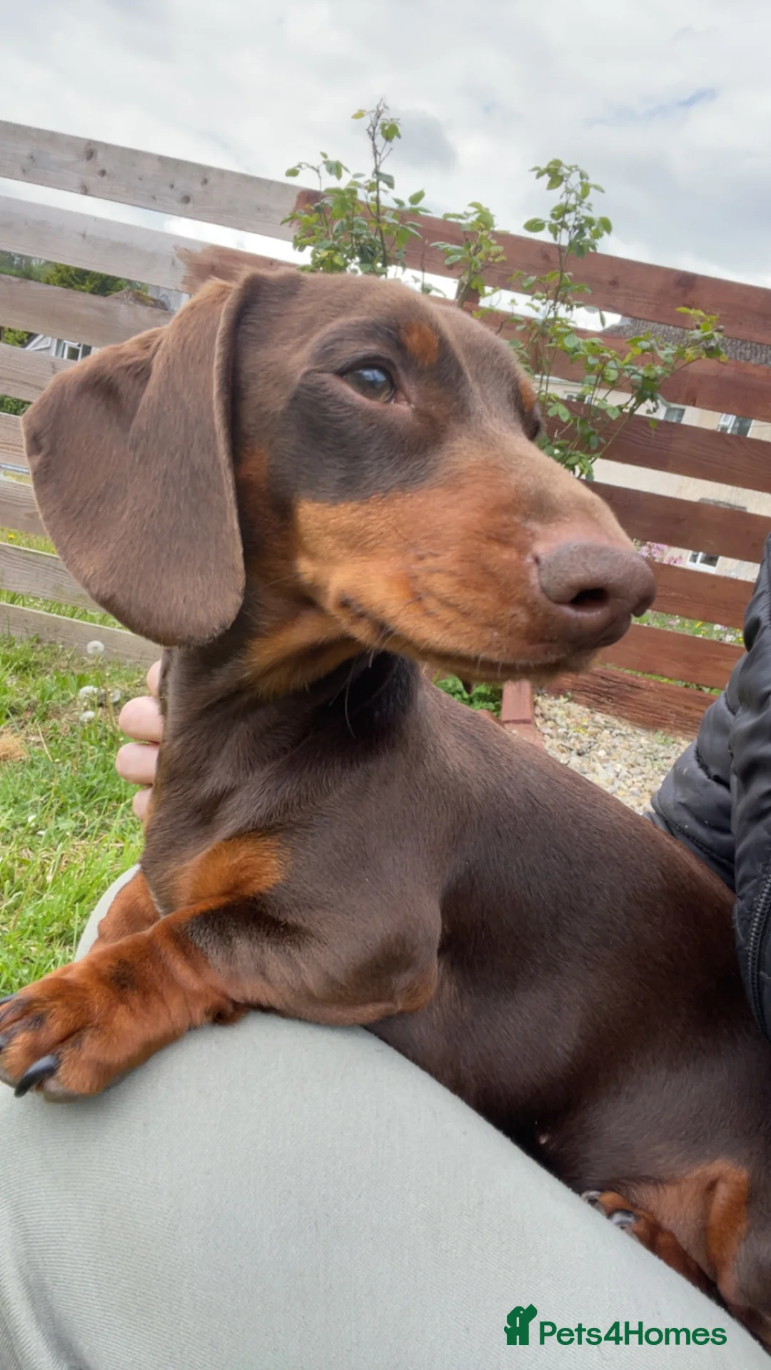 Miniature Dachshund dogs for stud: Stud Available  - Advert 5