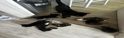 Mixed Breed cats for sale: 7 gorgeous kittens available  - Advert 6