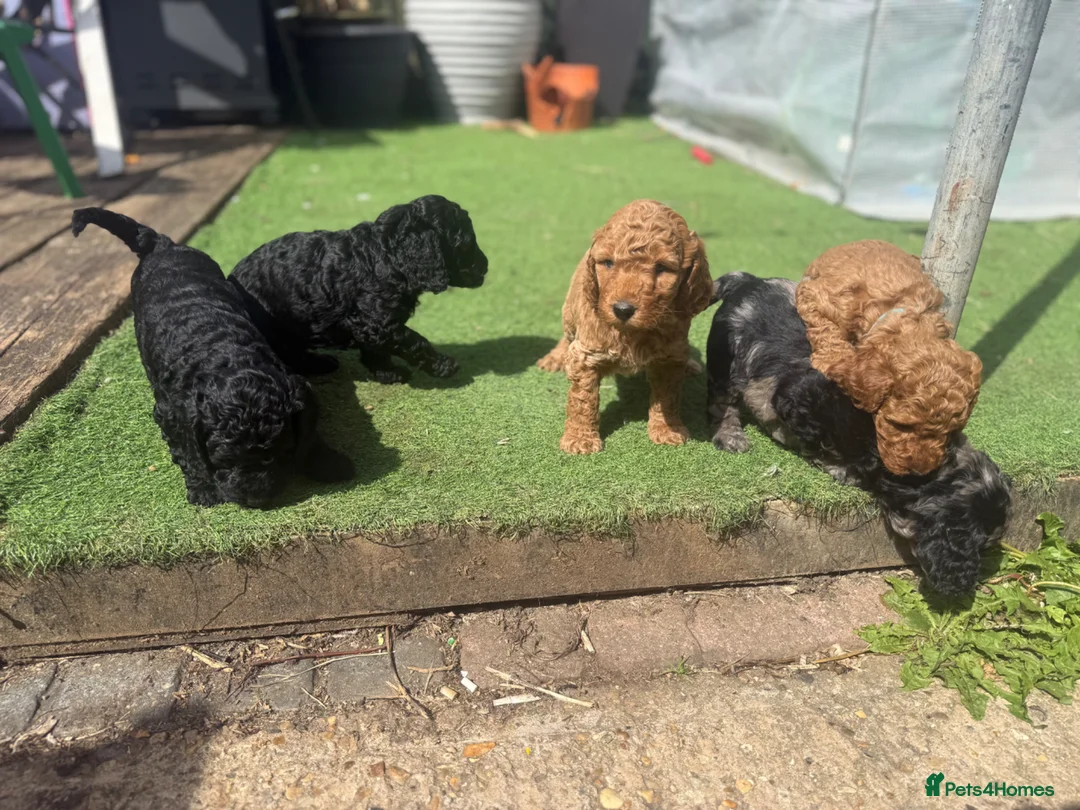 Cockapoo dogs for sale: Cockerpoo puppies F1B  - Advert 2