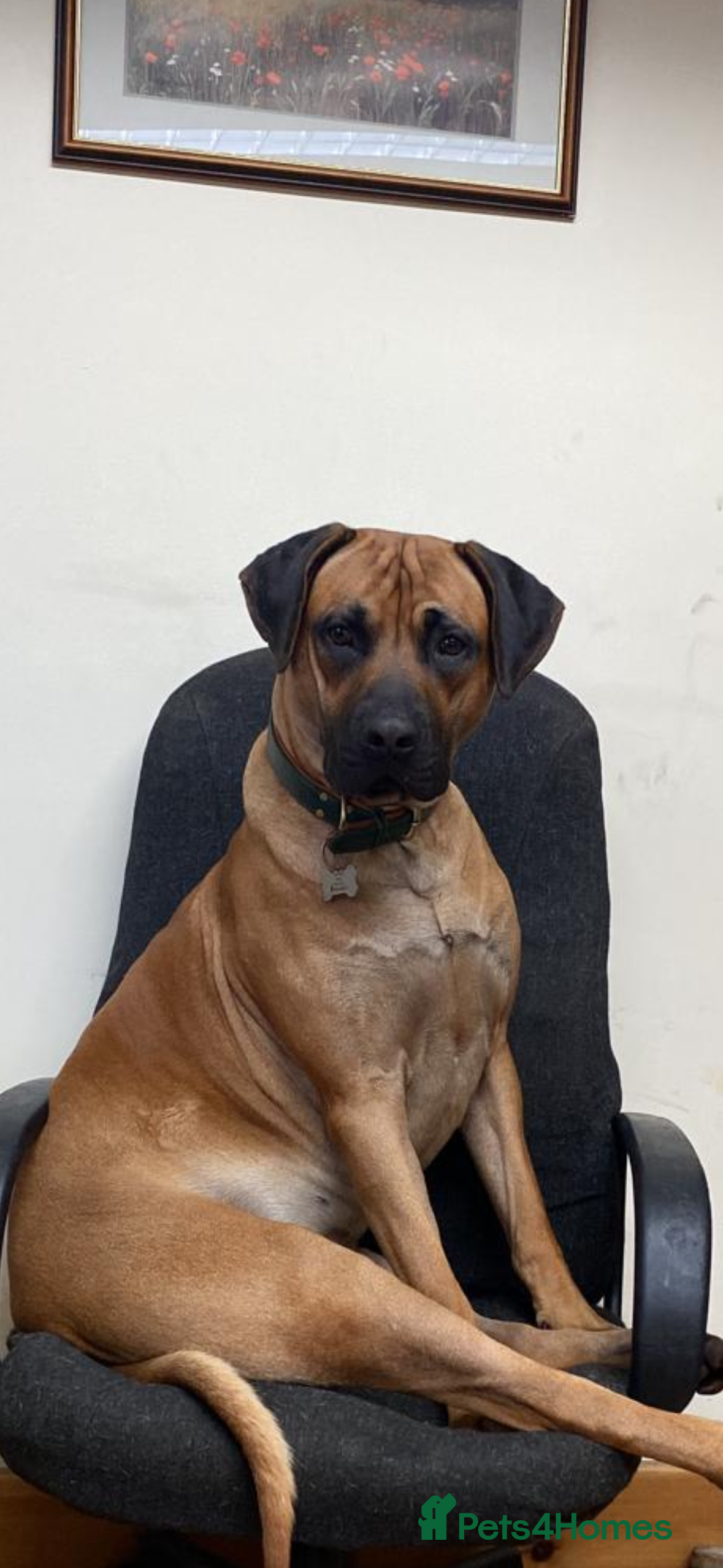 Rhodesian Ridgeback dogs Rhodetian Ridgeback Male - Advert 2