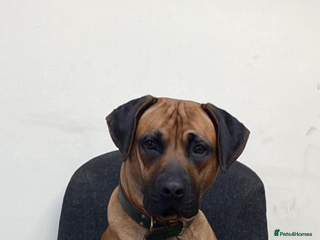 Rhodesian Ridgeback dogs Rhodetian Ridgeback Male - Advert 13