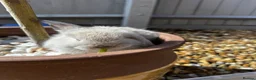 Mini Lop rabbits for sale: Stunning pure breed Mini Lops - Advert 19