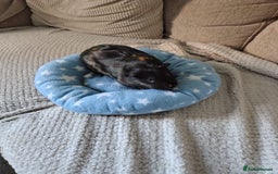 Guinea Pig rodents for sale: 3 Female Guinea Pigs  - Image 13