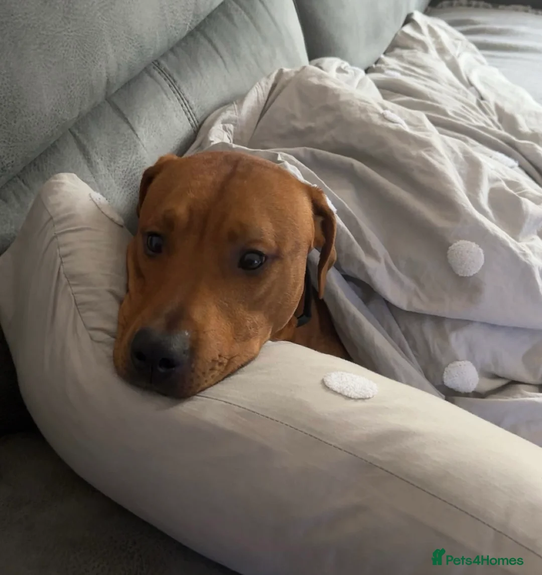 Mixed Breed dogs for sale: Doberman and Doberman x staffy  - Advert 15