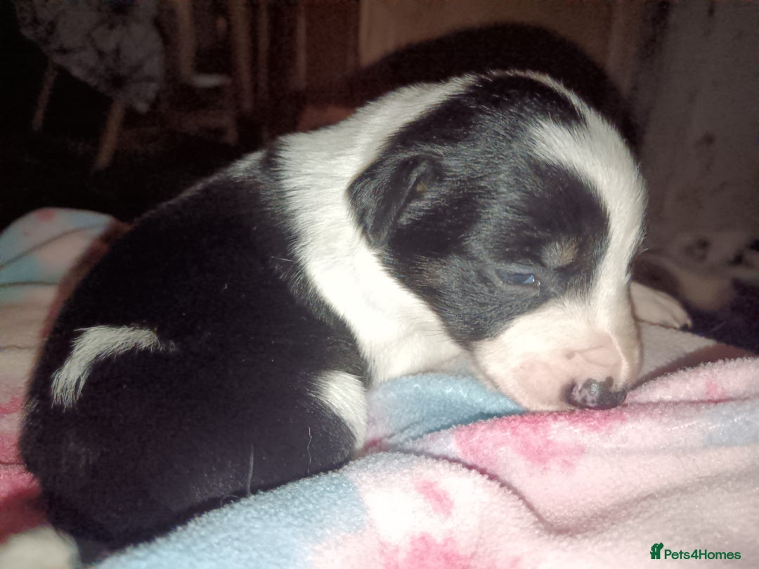 Border Collie dogs for sale: Border collie puppies B/W  - Advert 3