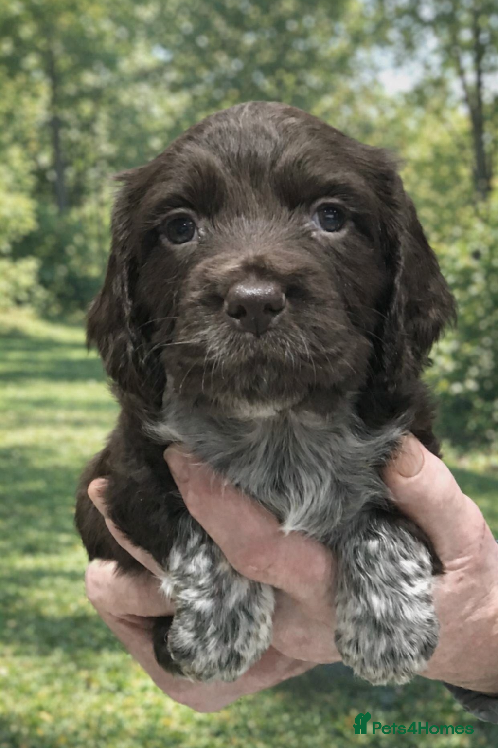 Cocker Spaniel dogs ABSOLUTELY STUNNING COCKER SPANIEL PUPPIES  - Advert 8