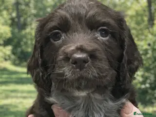 Cocker Spaniel dogs ABSOLUTELY STUNNING COCKER SPANIEL PUPPIES - Advert 8