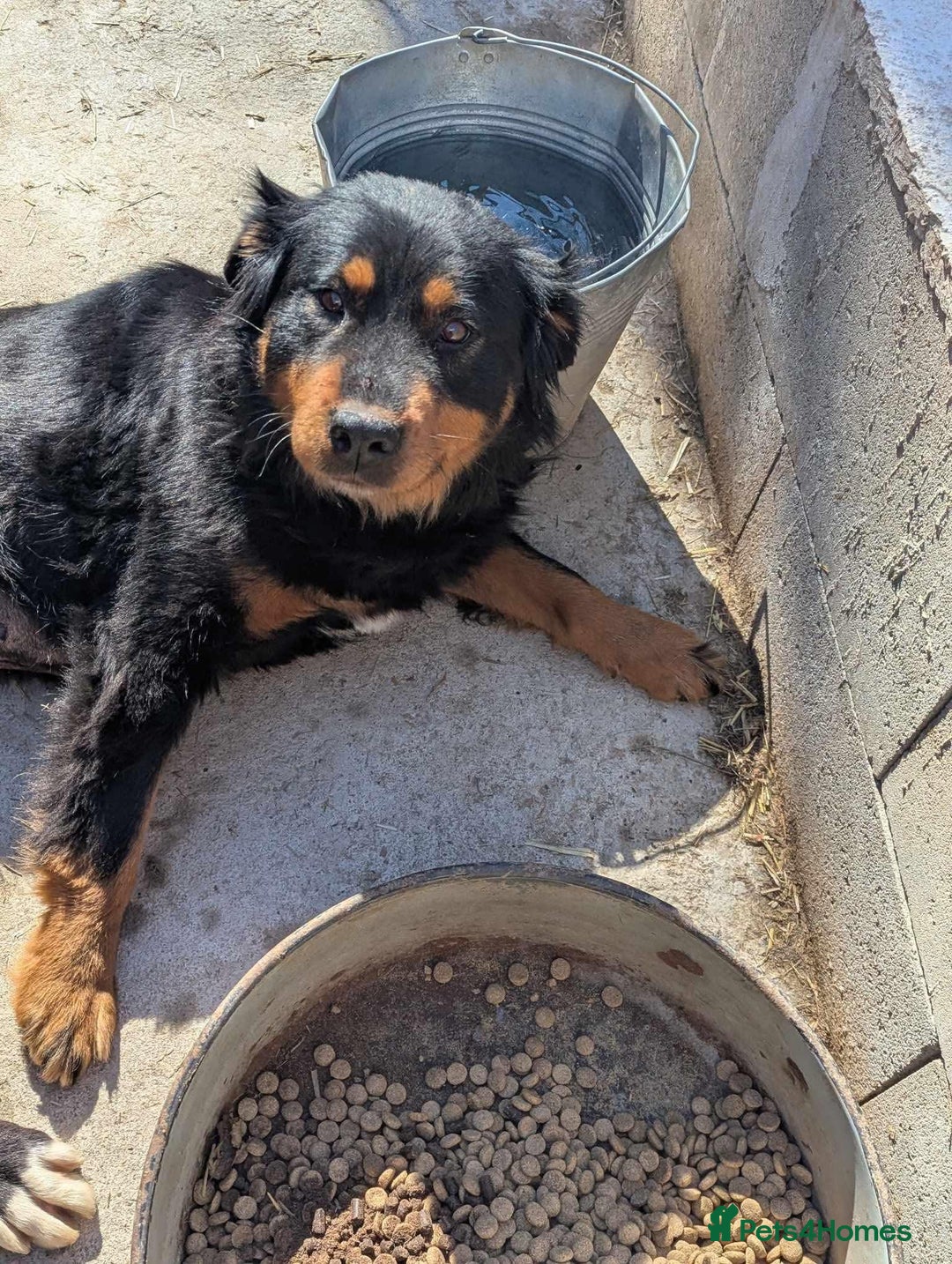 Mixed Breed dogs for adoption: Nutella 💜 - Advert 3