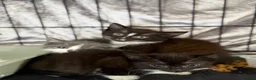 Mixed Breed cats for sale: Kittens for sale  - Advert 9