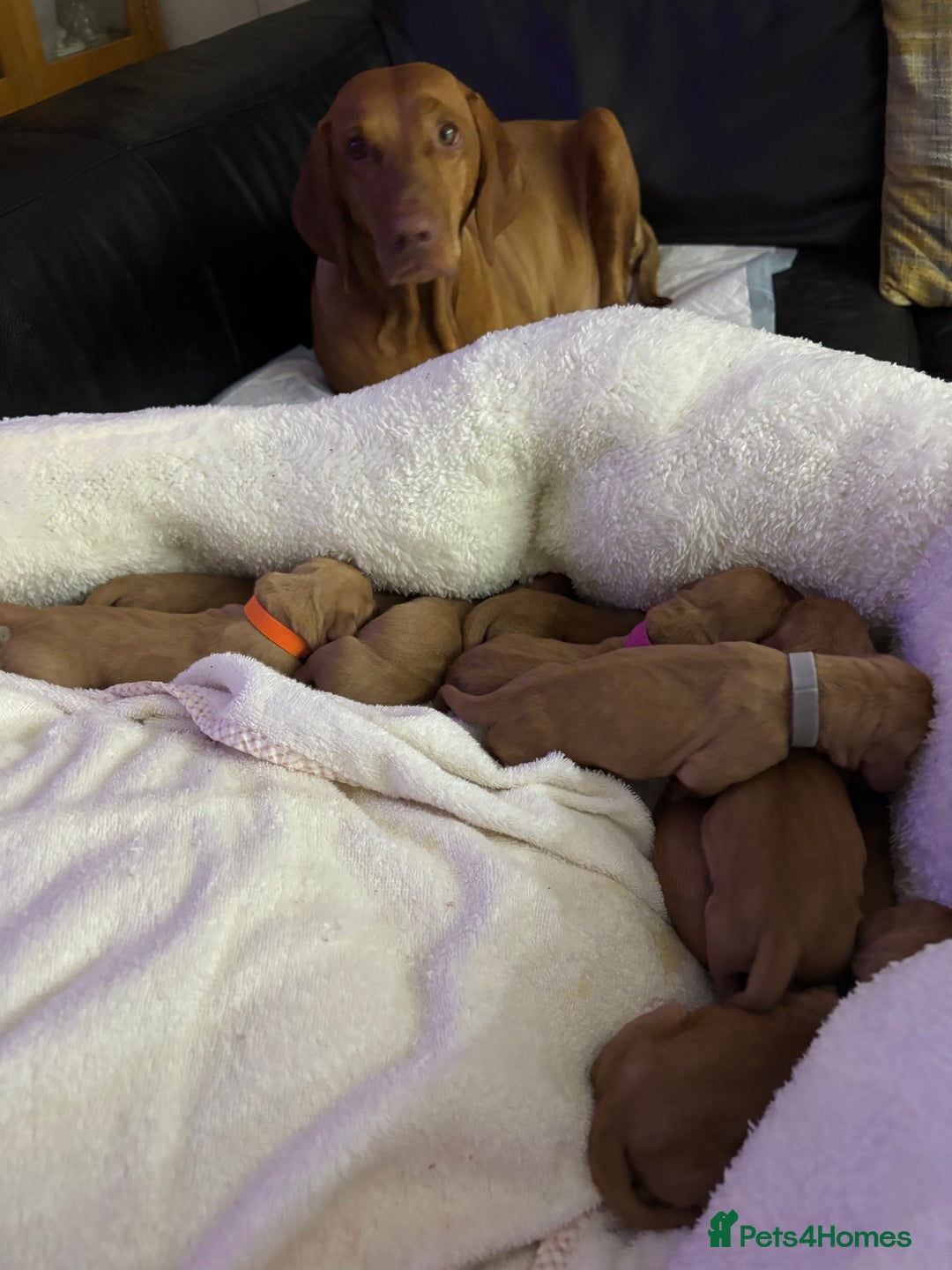 Hungarian Vizsla dogs for sale: Litter expected - Advert 8