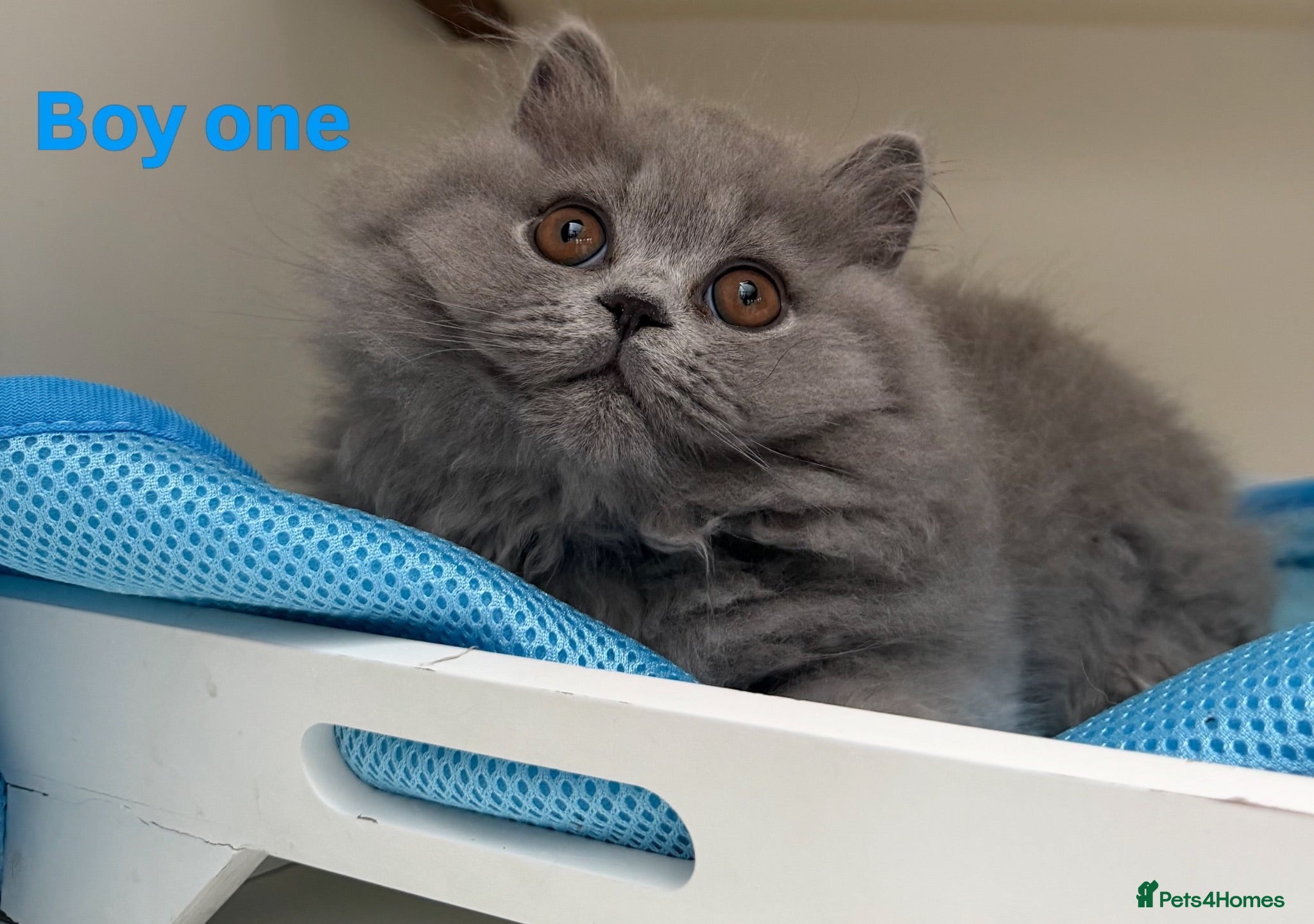 British Longhair cats Gorgeous British Blue Longhairs  - Advert 18