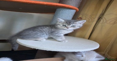 British Shorthair cats - Advert 6