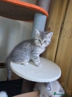 British Shorthair cats - Advert 6