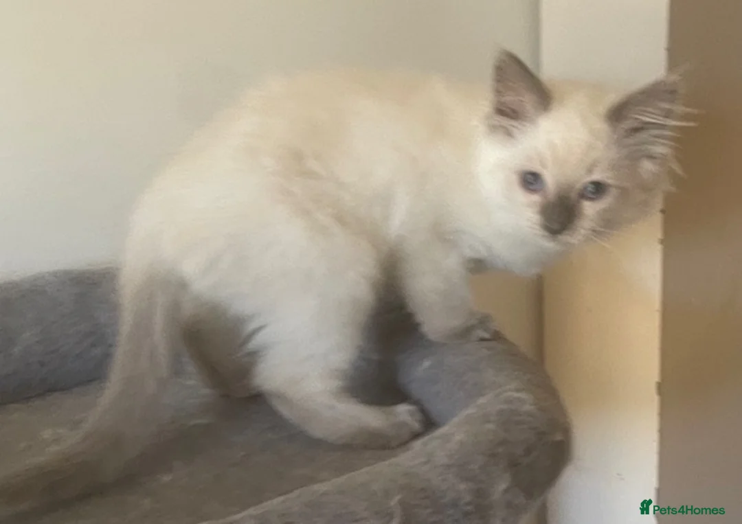 Ragdoll cats for sale: Pretty look ing blue eyes Rag dollys - Advert 4