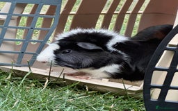 Guinea Pig rodents for sale: Two male small piggies in Spilsby - Image 4