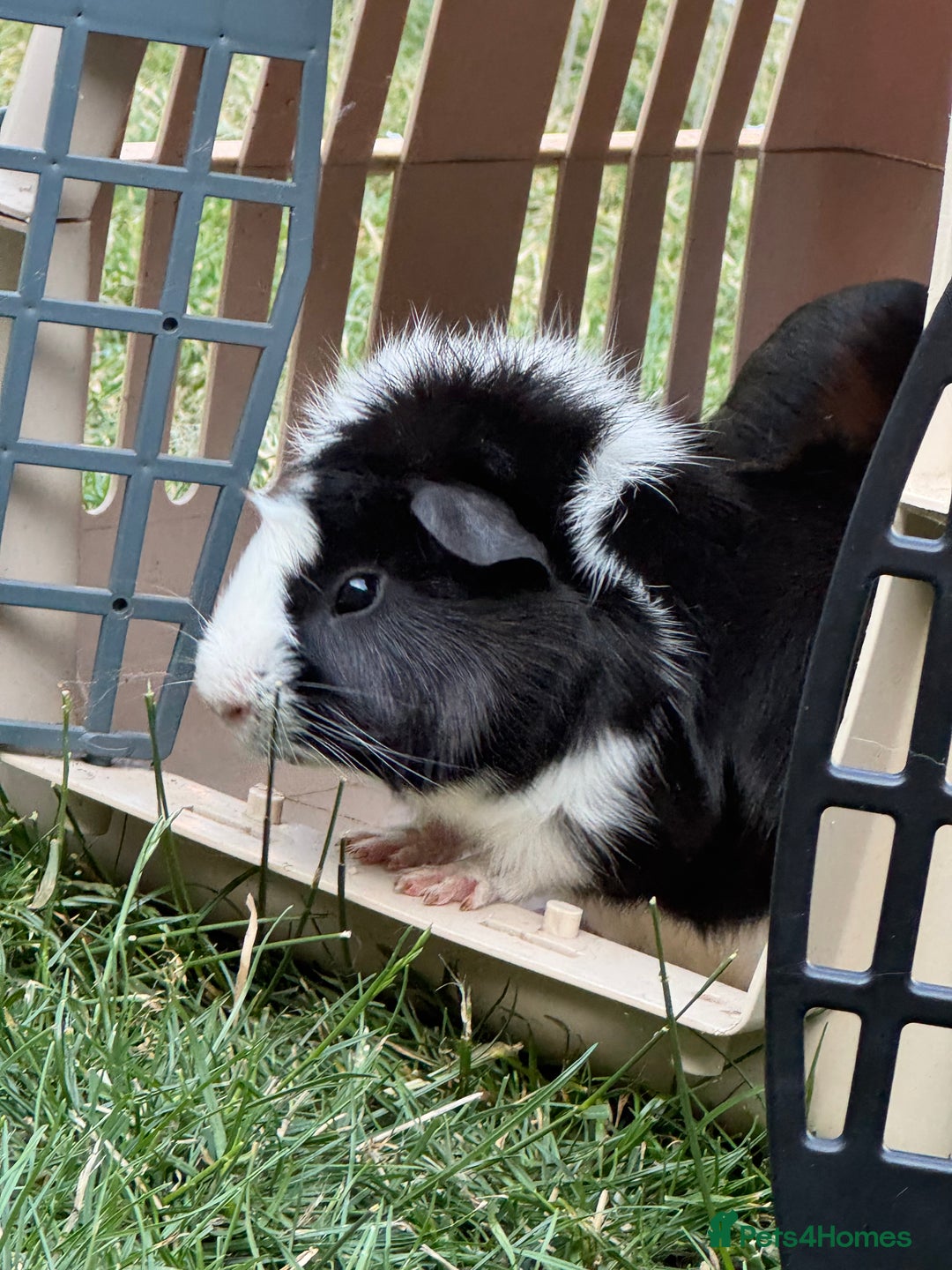 Guinea Pig rodents for sale: Two male small piggies in Spilsby - Image 4