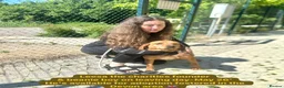 Mixed Breed dogs for adoption: Beanie Boy, 3-4 yrs old. Available for adoption. - Advert 3