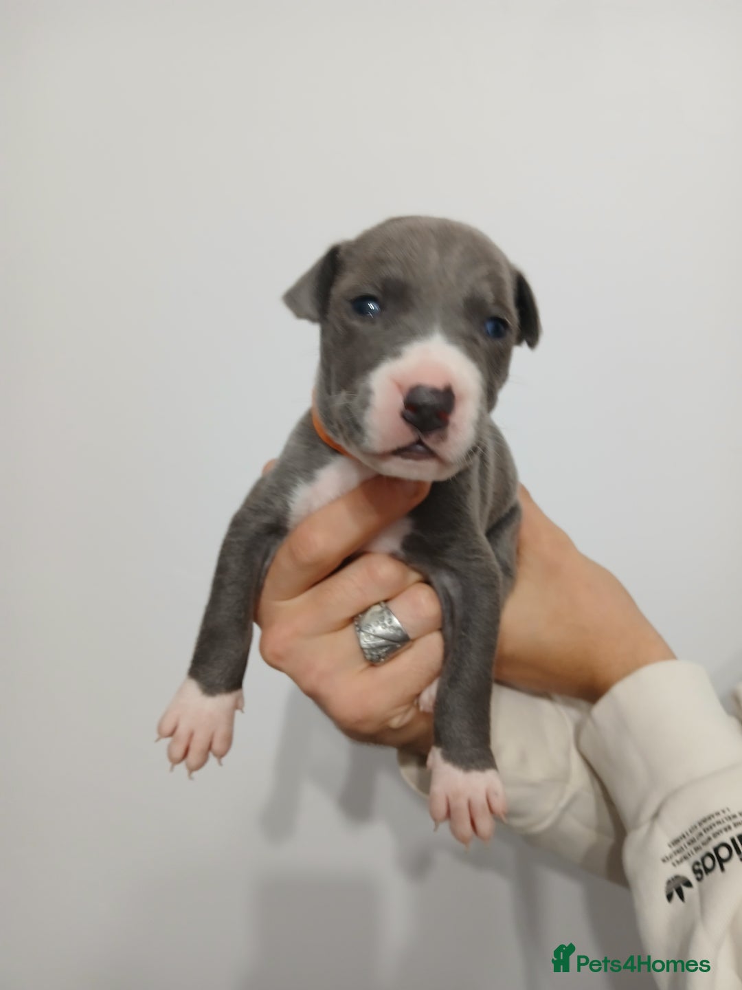 Lurcher dogs for sale: Bull Greyhound - Image 7