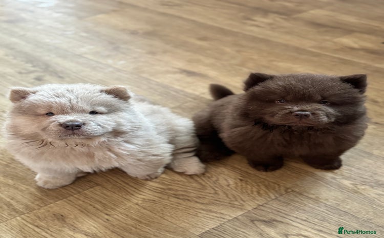 Chow Chow dogs - Advert 15