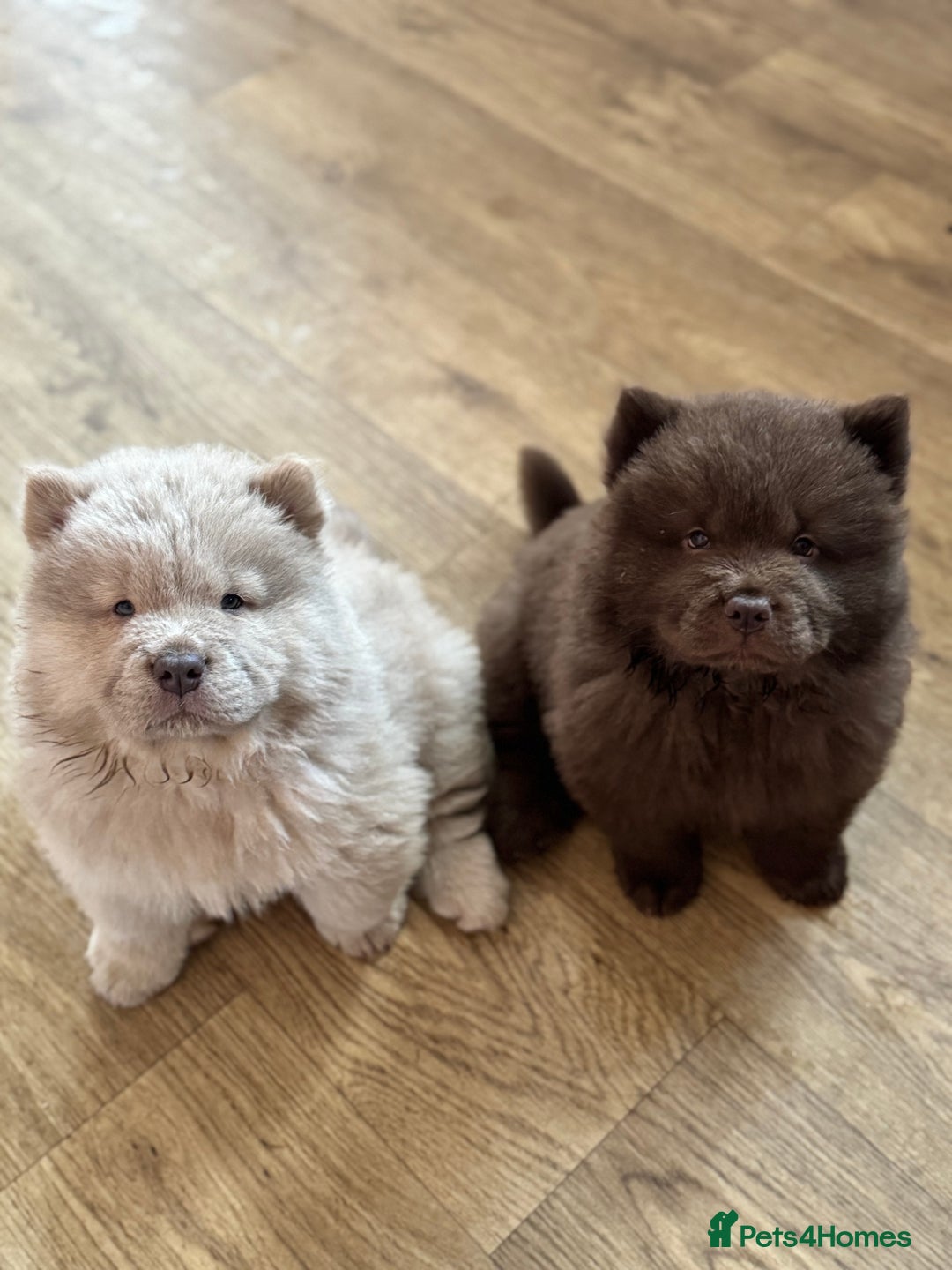 Chow Chow dogs for sale: Stunning CHOW CHOW rare colours 🌪️🍫 KC ✅ 🏆🩸  - Image 1