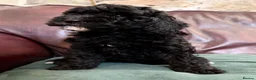 Cockapoo dogs for sale: Beautiful F1B cockapoo's - READY NOW - Advert 4