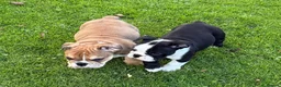 English Bulldog dogs for sale: PURE English Bulldog Pups❤️ 1 Boy & 2 Girls Ready - Advert 2