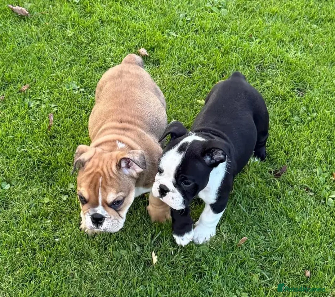 English Bulldog dogs for sale: PURE English Bulldog Pups❤️ 1 Boy & 2 Girls Ready - Advert 2