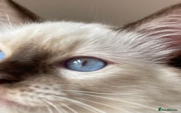 Ragdoll cats for sale: Ragdoll kittens from Moonliteyecats  - Image 28