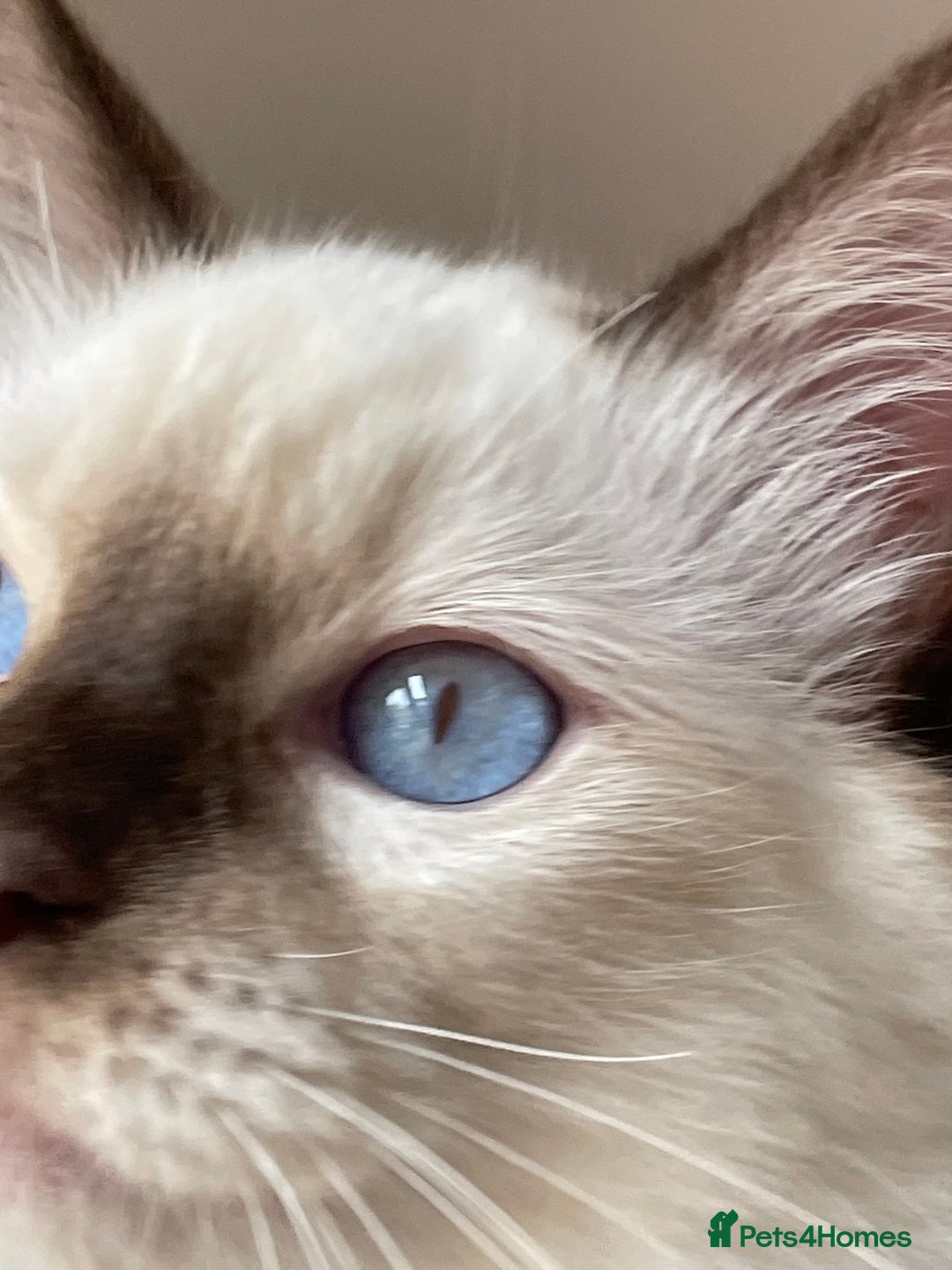 Ragdoll cats for sale: Ragdoll kittens from Moonliteyecats  - Image 28