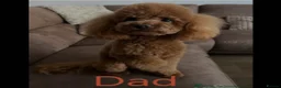 Labradoodle dogs for sale: Miniature Boy Labradoodle Puppies – Ready to Leave - Advert 8